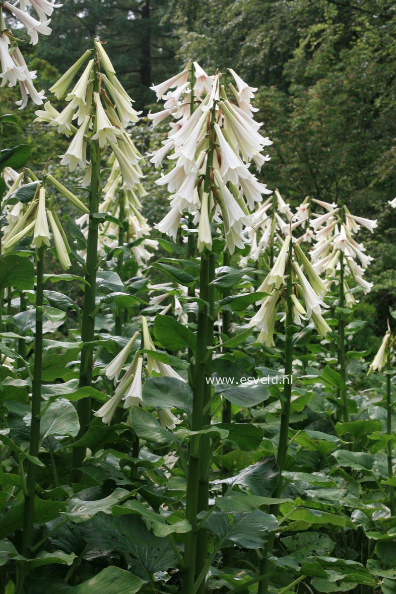 Cardiocrinum giganteum