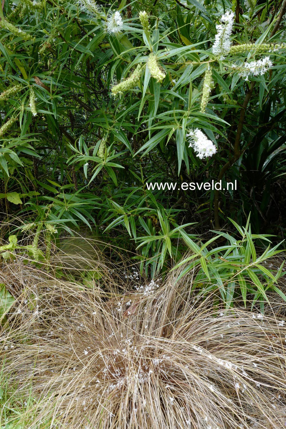 Carex comans 'Bronze Form'