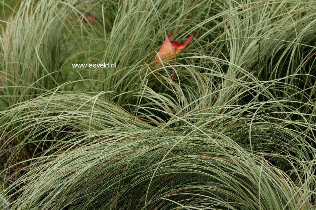 Carex comans 'Frosted Curls' (76906)