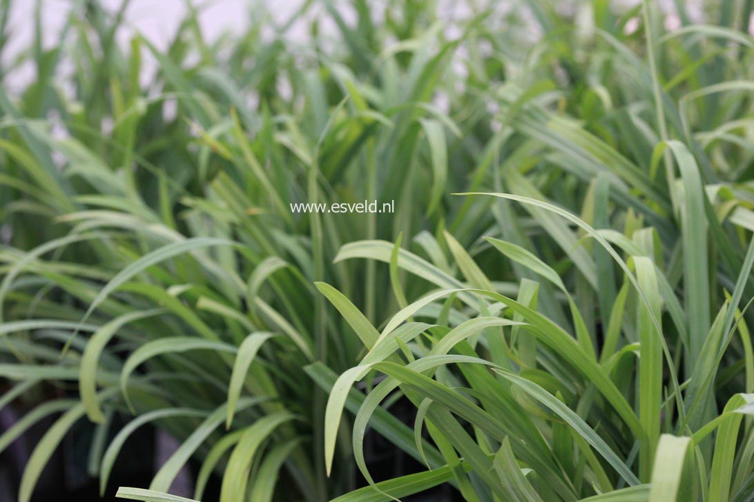 Carex laxiculmis 'Bunny Blue'