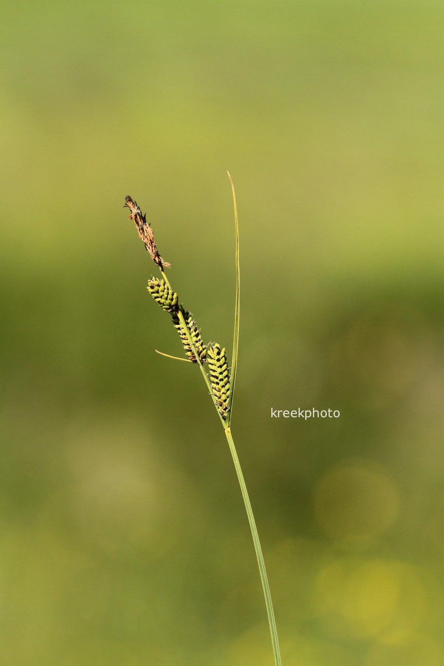 Carex nigra