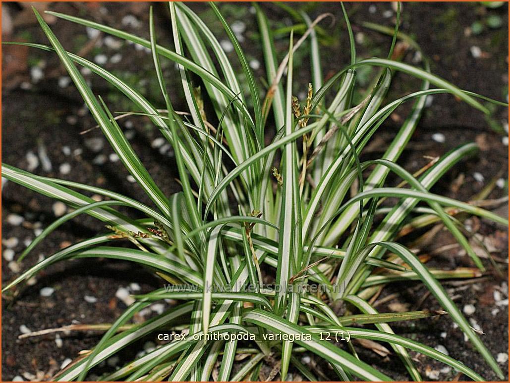 Carex ornithopoda 'Variegata' (C1062)