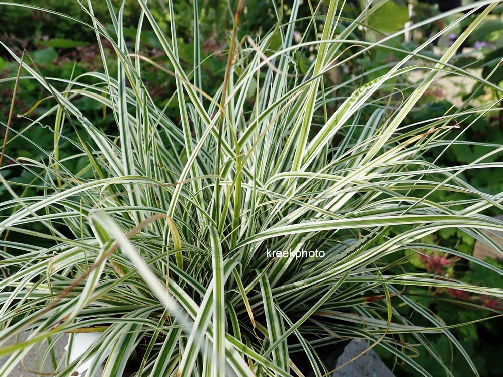 Carex oshimensis 'Fiwhite' (EVEREST)