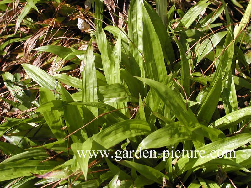 Carex plantaginea Carex plantaginea