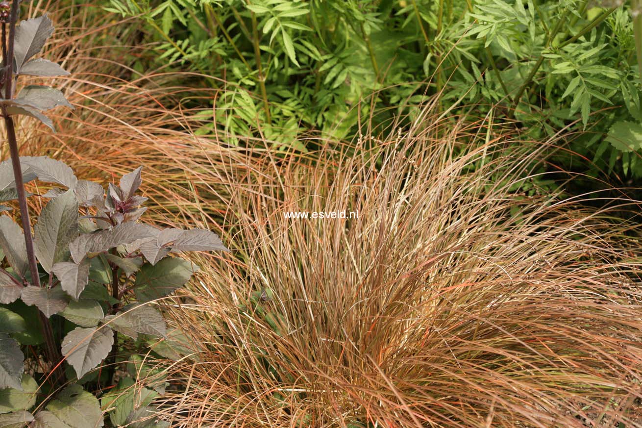 Carex testacea 'Prairie Fire'