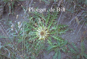 Carlina acanthifolia