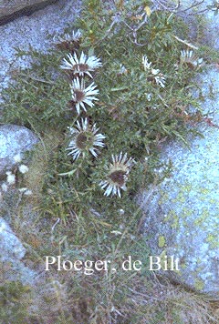 Carlina acaulis ssp. simplex Carlina acaulis ssp. simplex