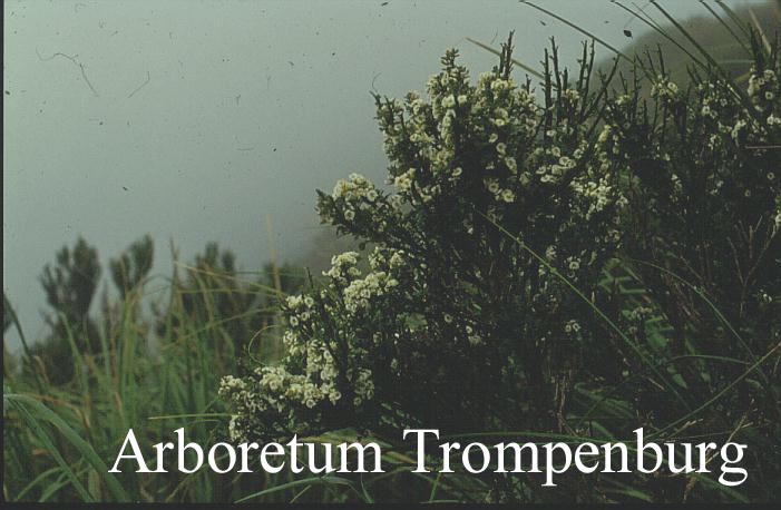 Carmichaelia australis