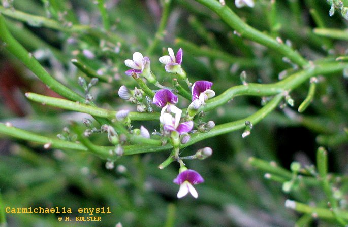 Carmichaelia enysii