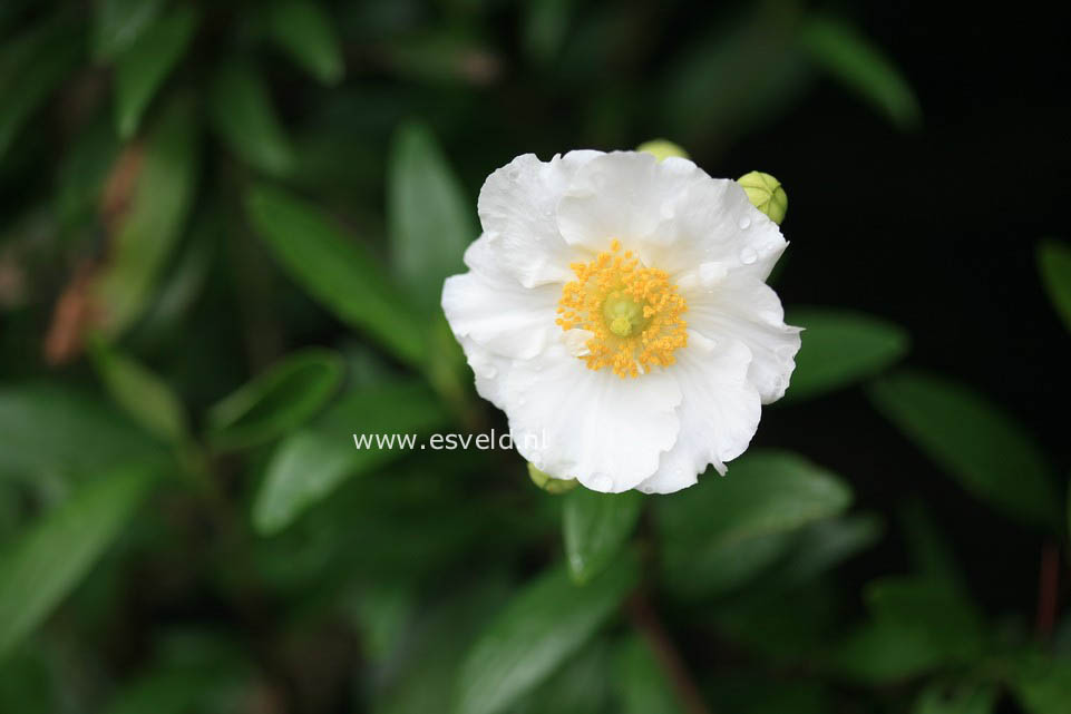 Carpenteria californica 'Bodnant'