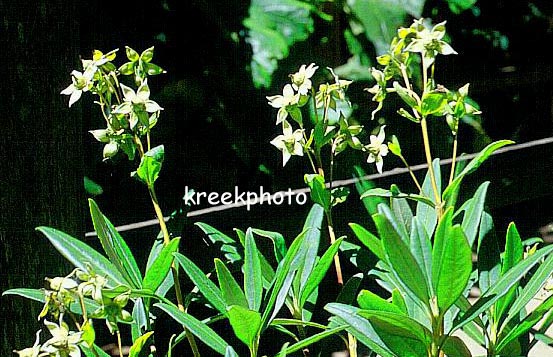 Carpenteria californica 'Elisabeth'