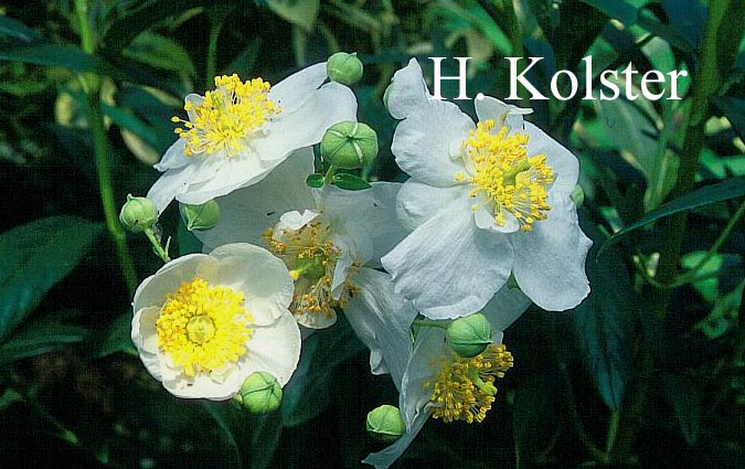 Carpenteria californica 'Ladham's Variety'