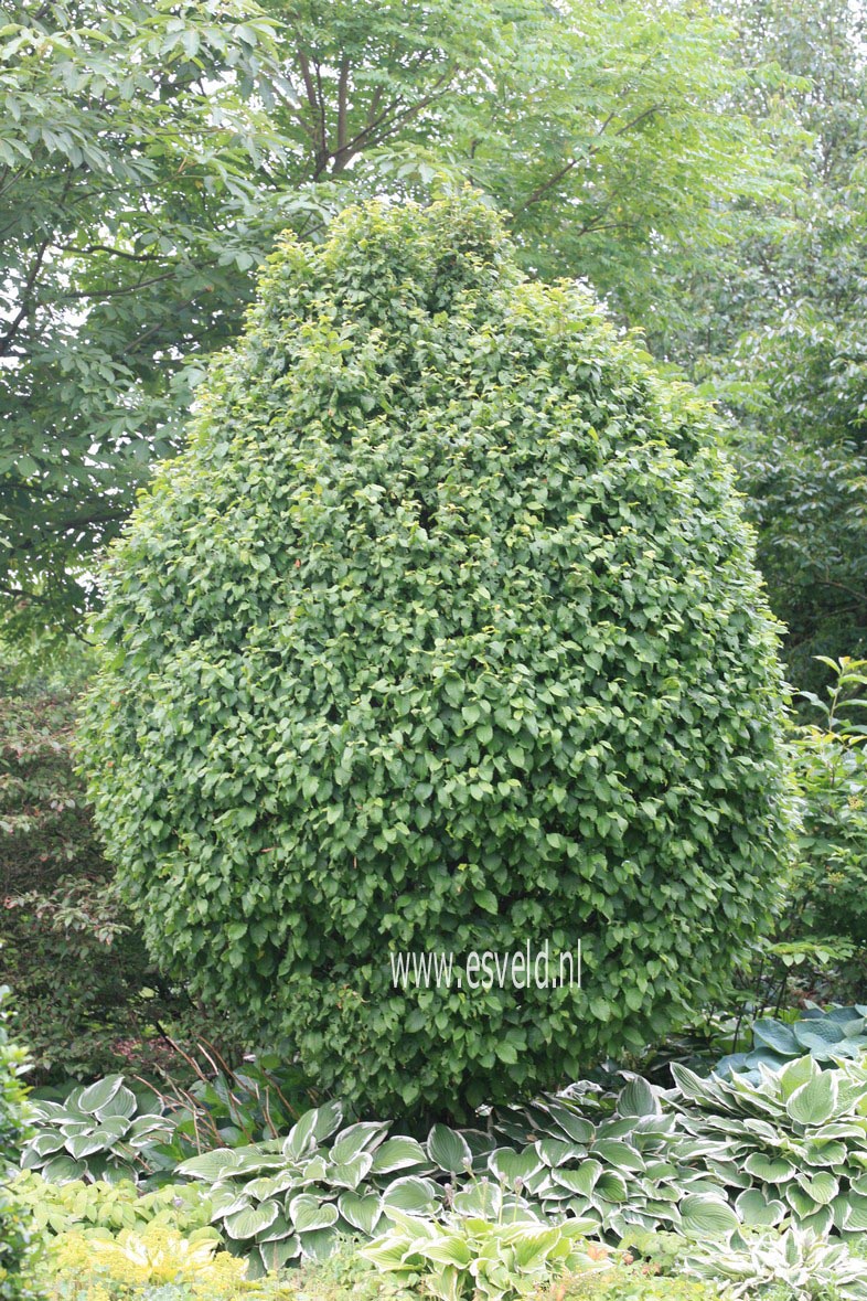 Carpinus betulus 'Columnaris'