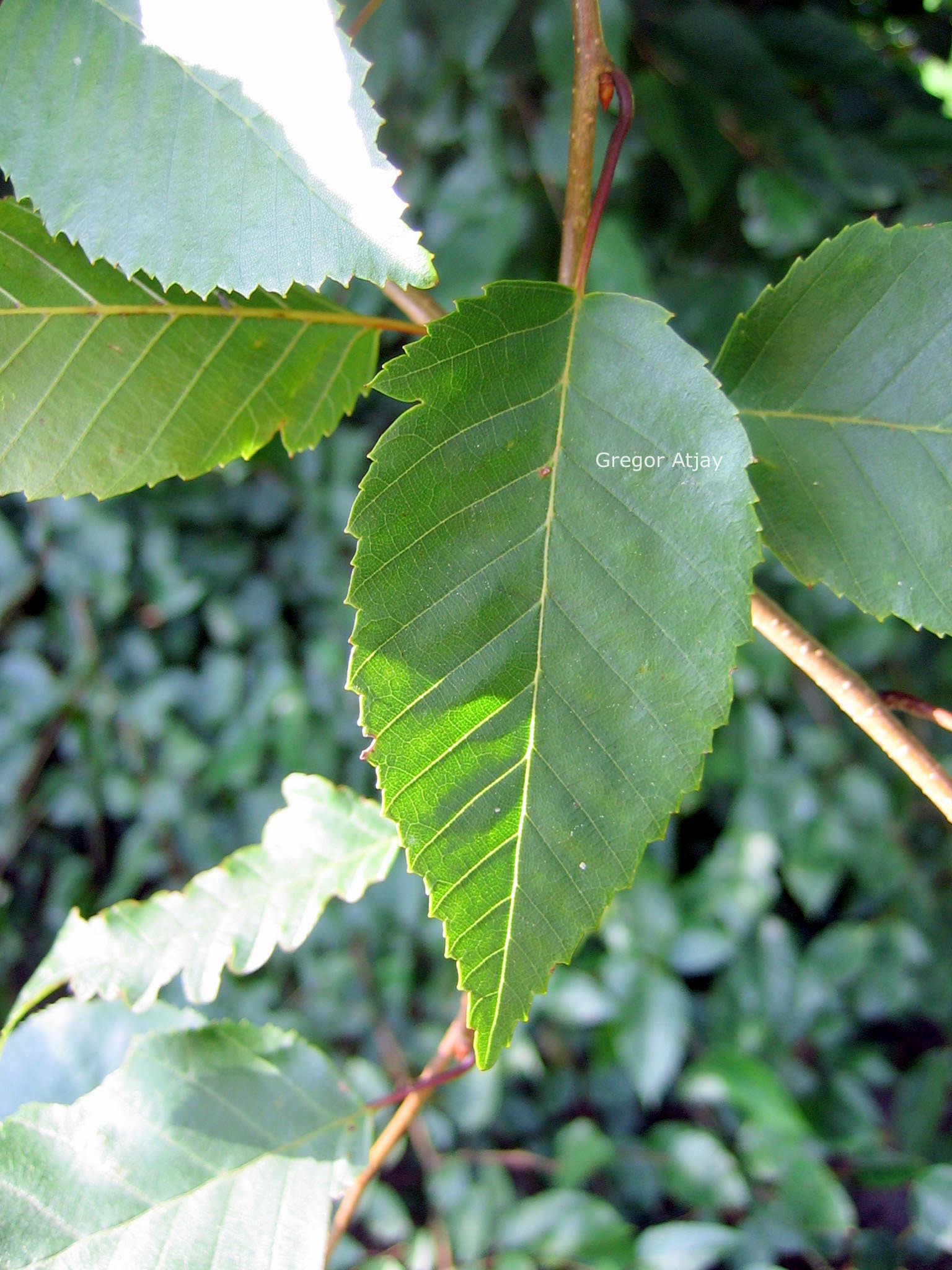 Carpinus henryana