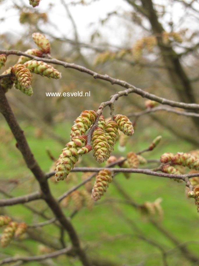 Carpinus tschonoskii