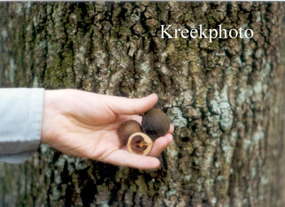 Carya aquatica Carya aquatica