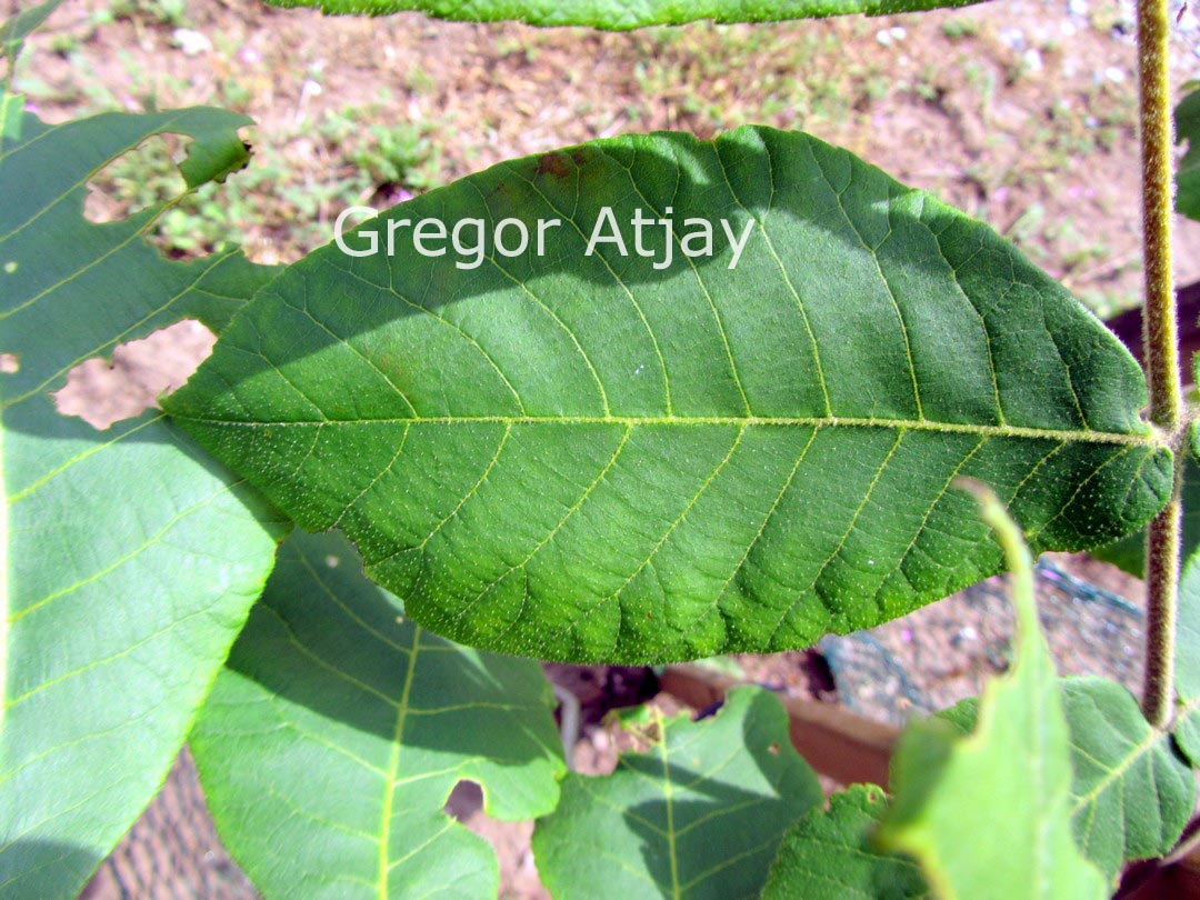 Carya texana