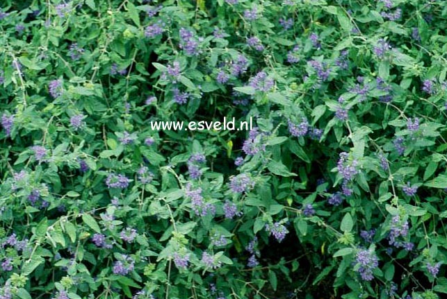Caryopteris clandonensis 'Arthur Simmonds' Caryopteris clandonensis 'Arthur Simmonds'