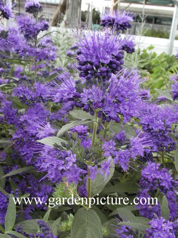 Caryopteris clandonensis 'Ferndown'