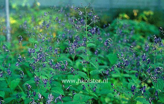 Caryopteris divaricata