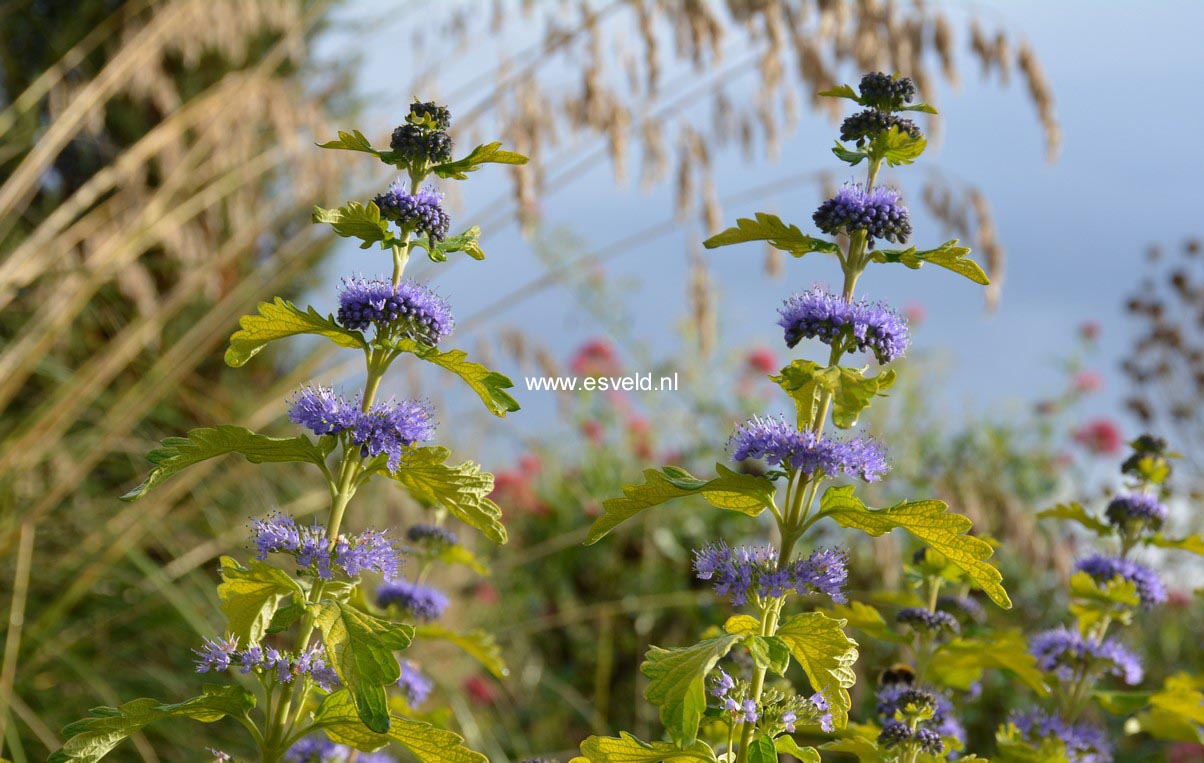 Caryopteris incana 'Jason' (SUNSHINE BLUE)