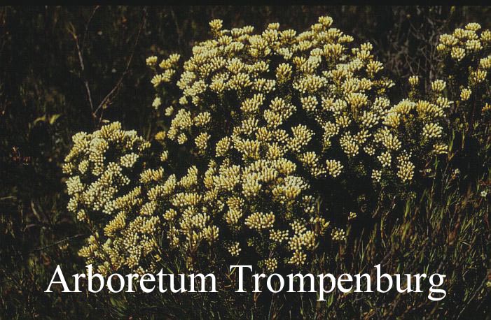 Cassinia vauvilliersii