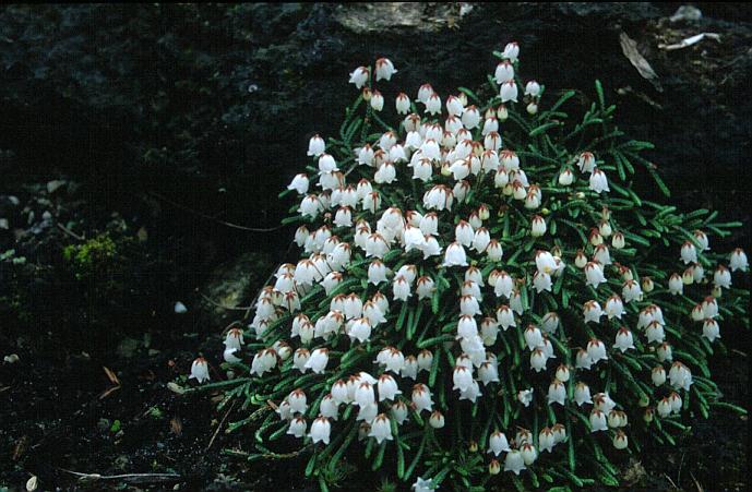 Cassiope lycopodioides