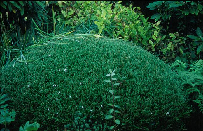 Cassiope mertensiana ssp. gracilis