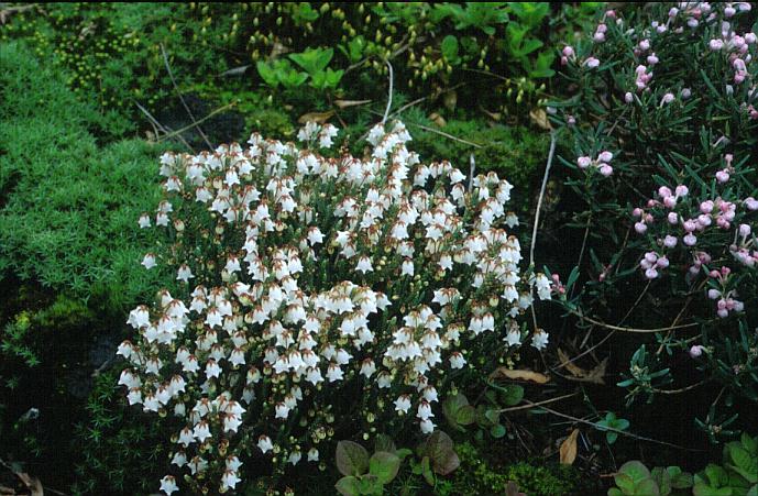 Cassiope mertensiana