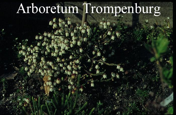 Cassiope tetragona saximontana