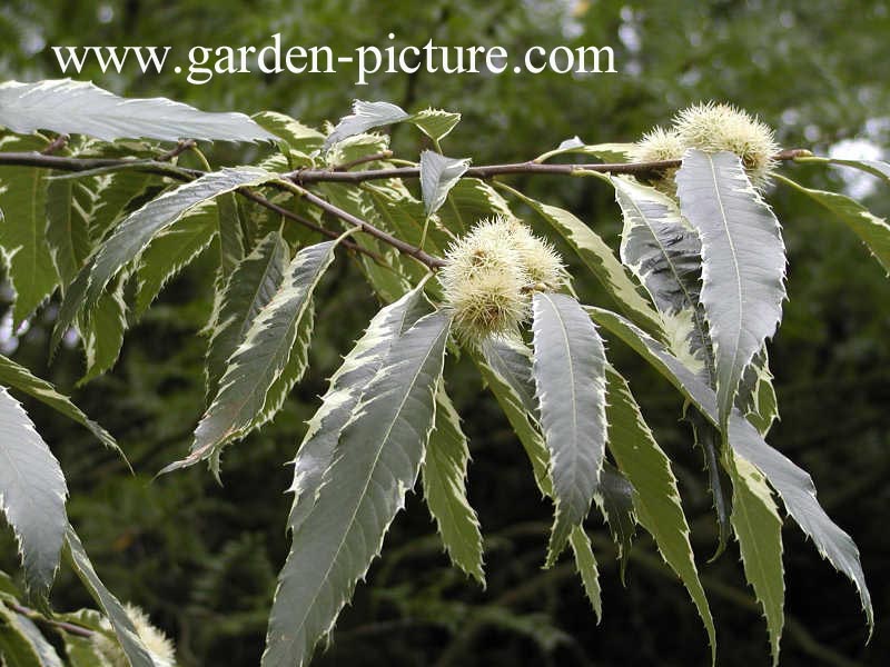 Castanea sativa 'Albomarginata'