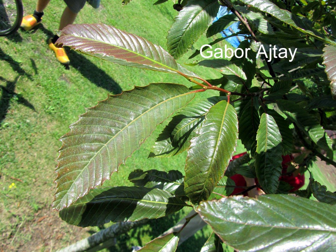 Castanea sativa 'Anny's Summer Red'