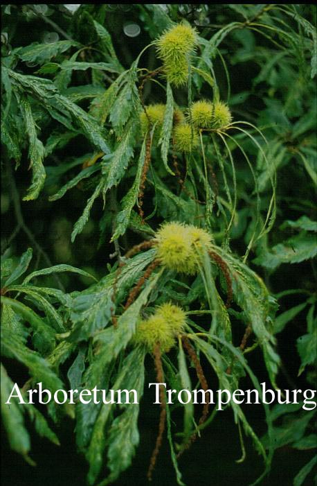 Castanea sativa 'Asplenifolia'