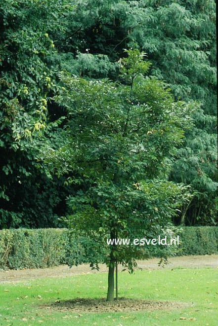 Castanopsis cuspidata 'Sieboldii' Castanopsis cuspidata 'Sieboldii'