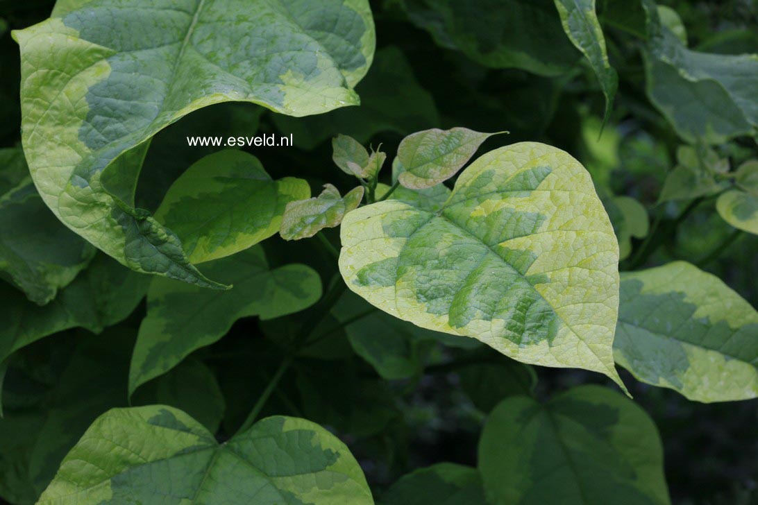Catalpa bignonioides 'Variegata'