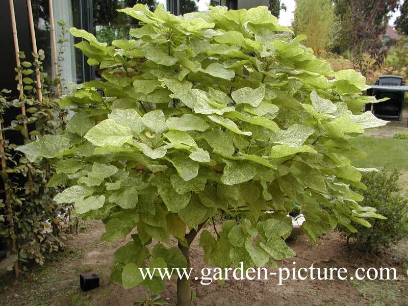 Catalpa speciosa 'Pulverulenta'