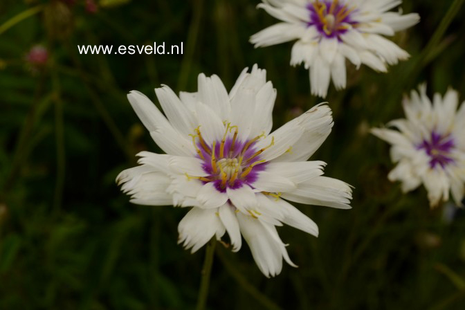 Catananche caerulea 'Alba'
