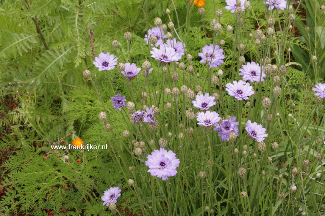Catananche caerulea