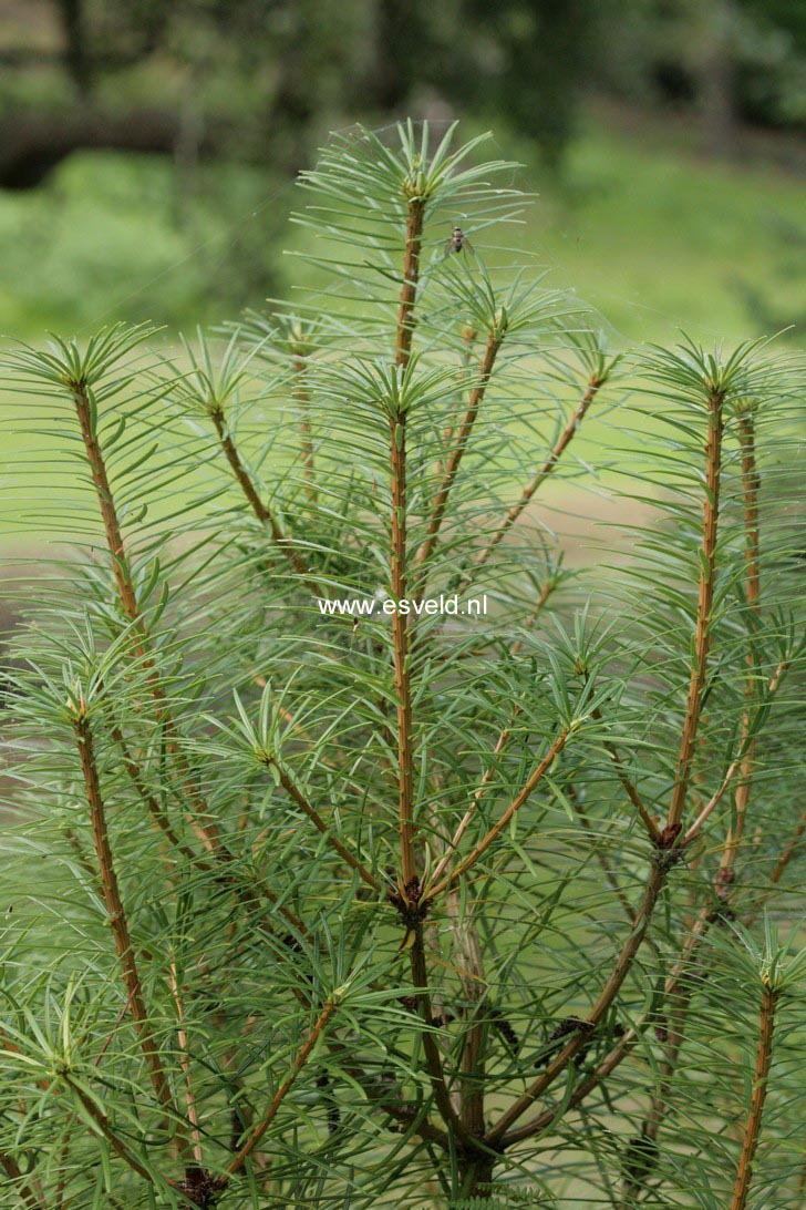 Cathaya argyrophylla