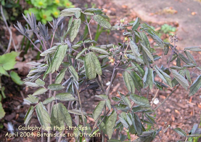 Caulophyllum thalictroides