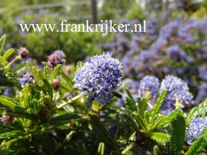 Ceanothus 'Blue Diamond' (69197)