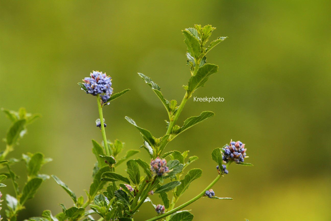 Ceanothus 'Blue Mound'