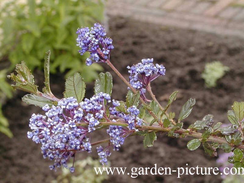 Ceanothus 'Blue Sapphire' (66489)