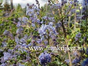 Ceanothus 'Cascade'