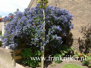 Ceanothus 'Concha' Ceanothus 'Concha'