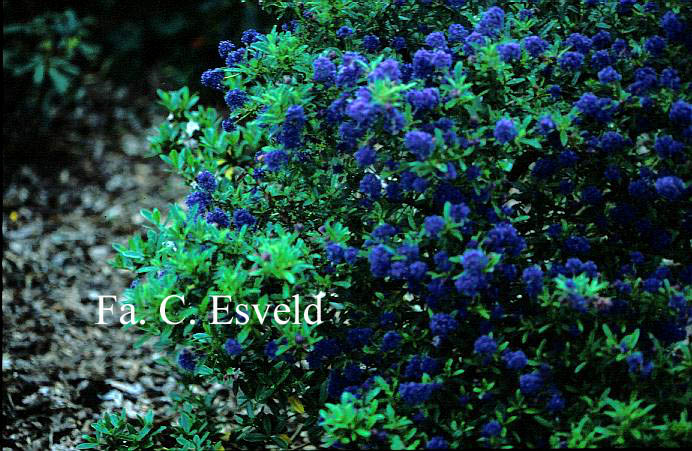 Ceanothus 'Cynthia Postan' Ceanothus 'Cynthia Postan'