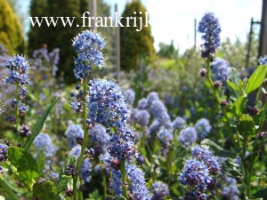 Ceanothus 'Delight' (69200)