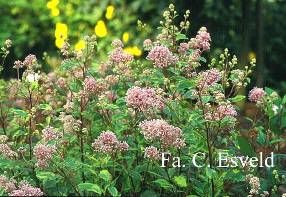 Ceanothus 'Elan' Ceanothus 'Elan'
