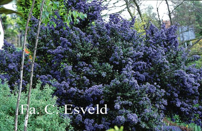 Ceanothus 'Puget Blue'