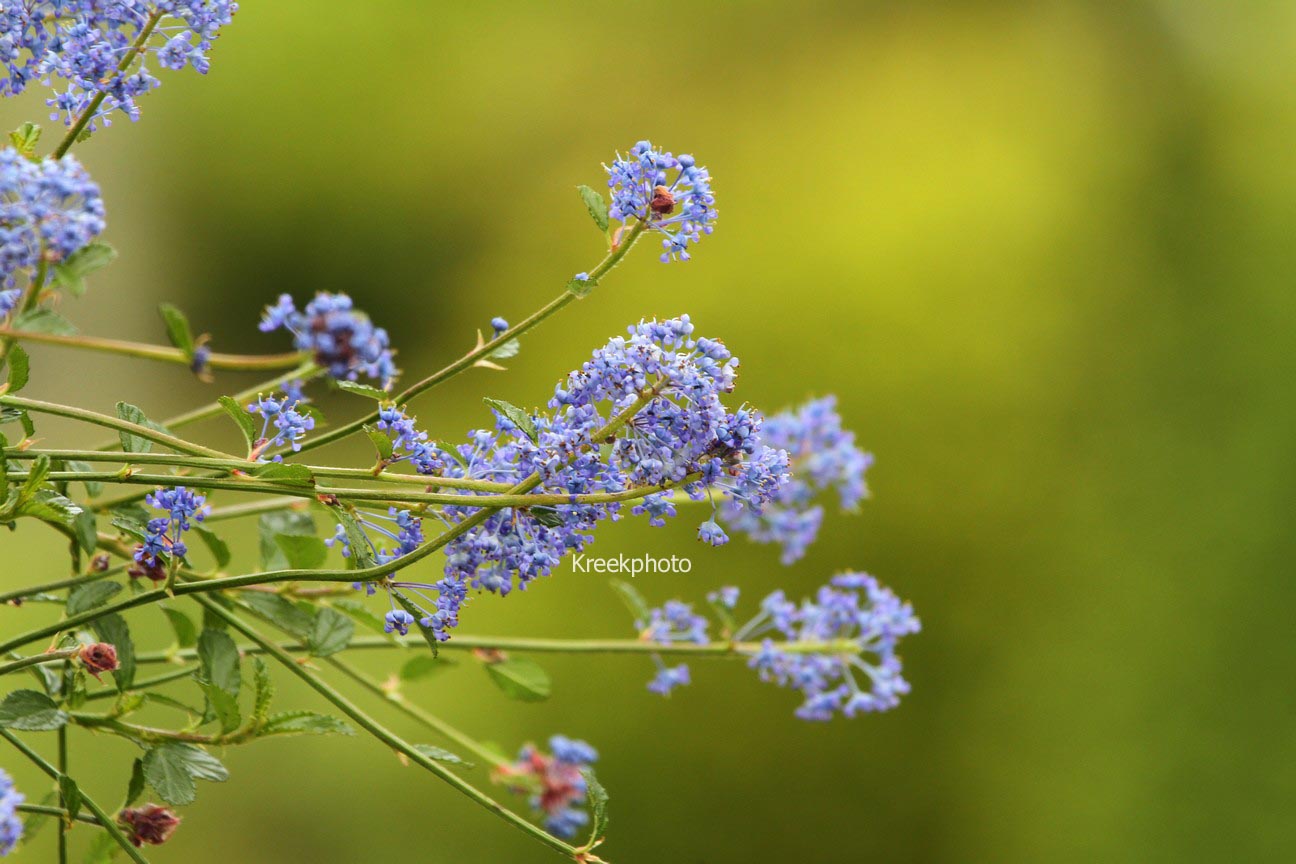 Ceanothus 'Tilden Park'